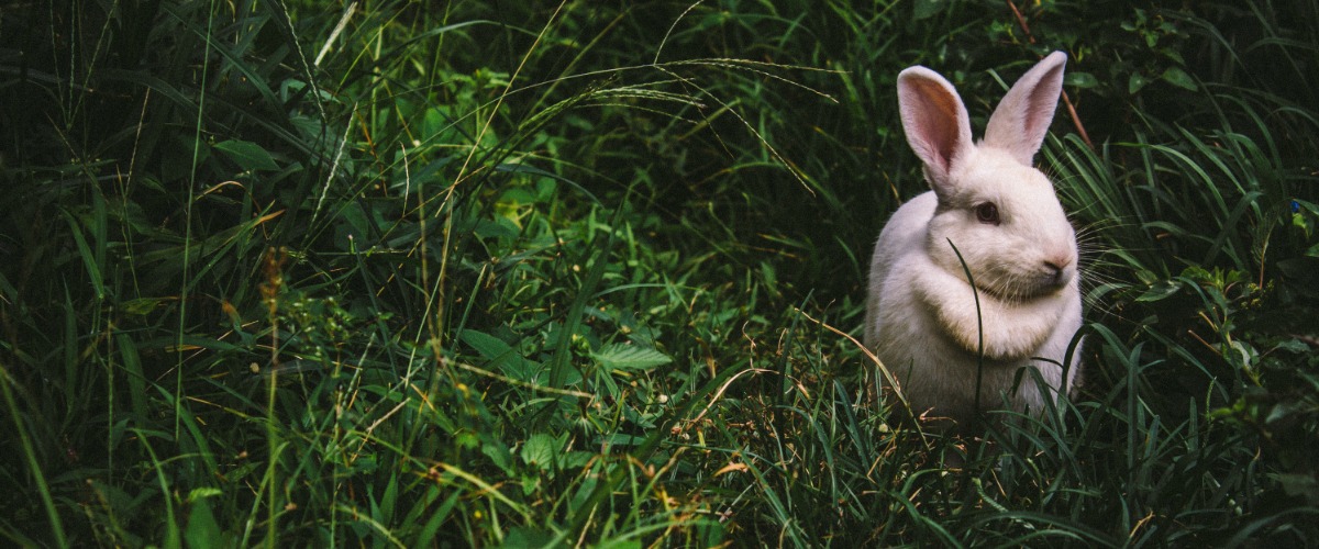 white bunny green grass