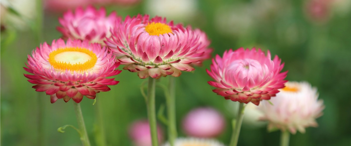 pink flowers and green grass