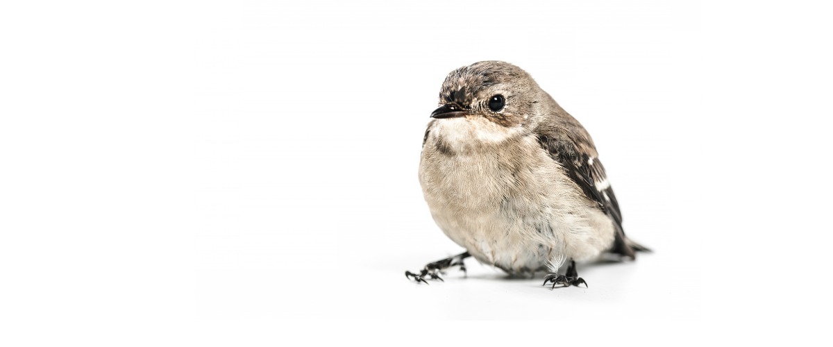 bird white background